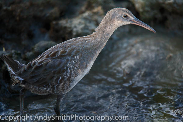 Clapper Rail Portrait